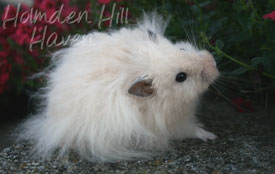 Powderpuff- Extreme Dilute Black Eyed Cream Black Longhaired